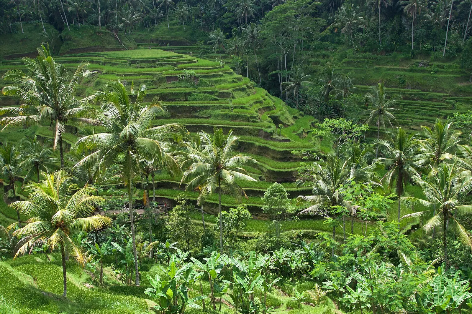 Green rice terraces and palm trees in Bali