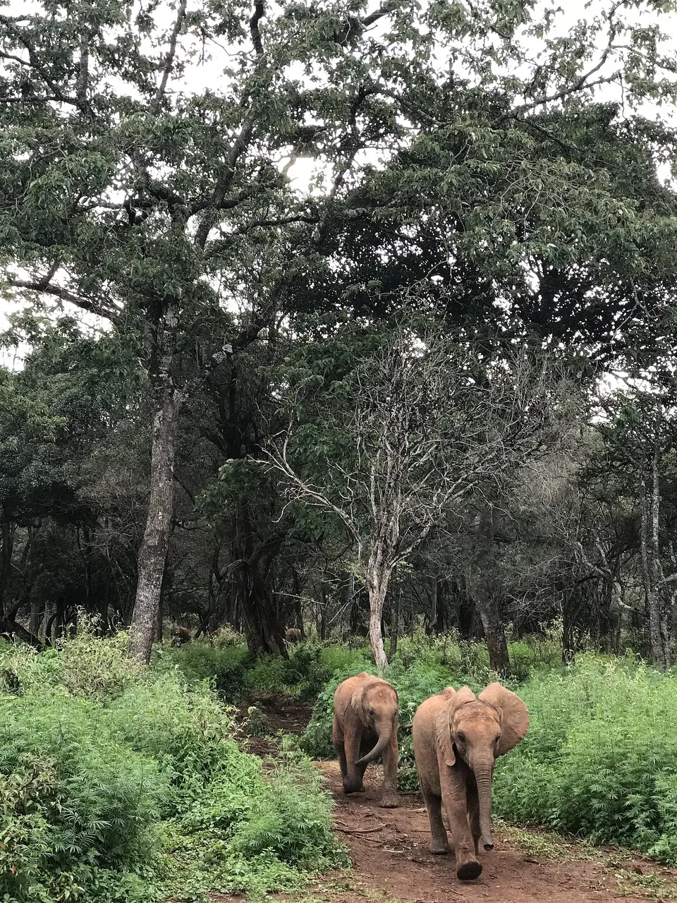 Sheldrick Wildlife Trust, Nairobi