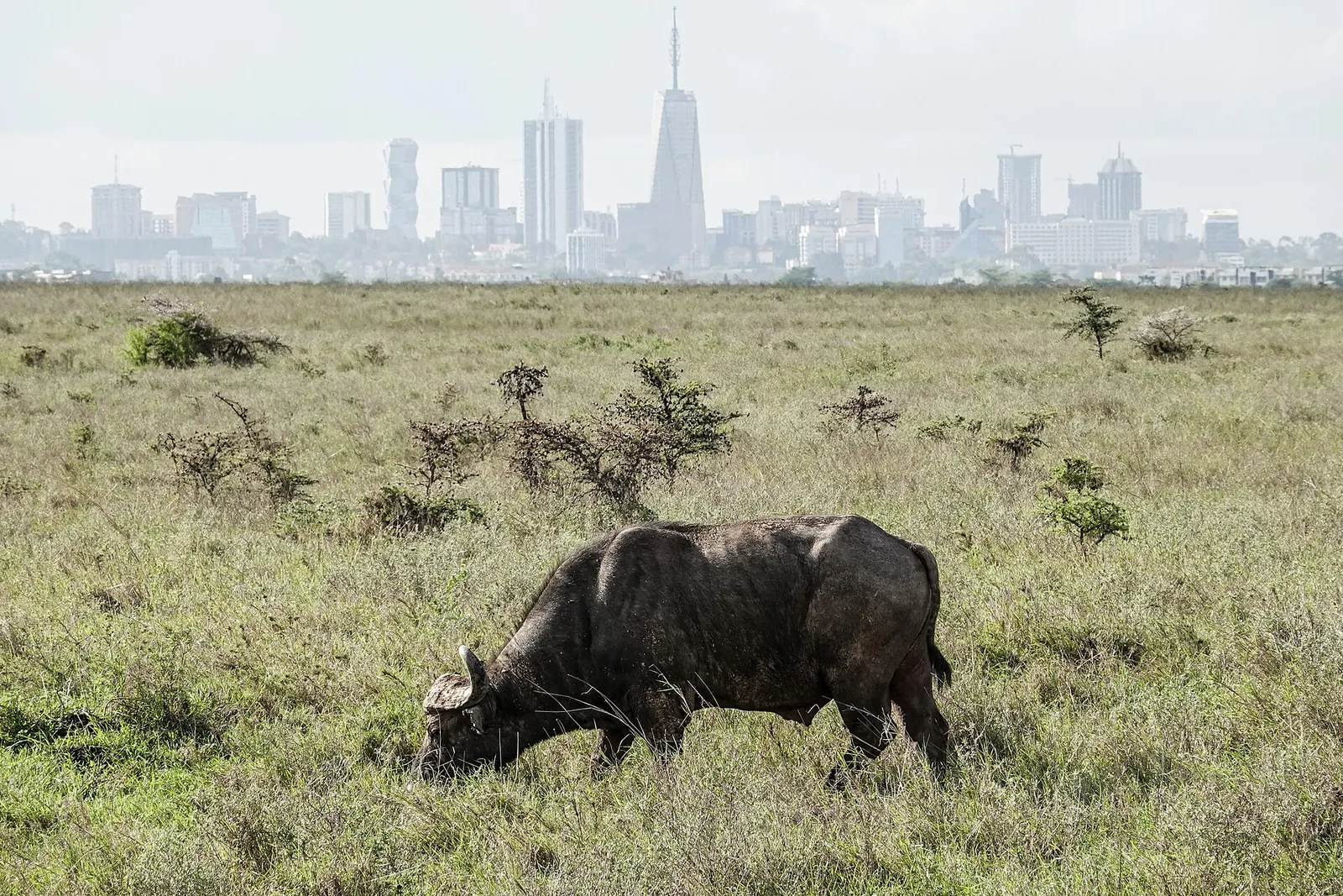 A buffalo grazing in Nairobi National Park with the city skyline behind