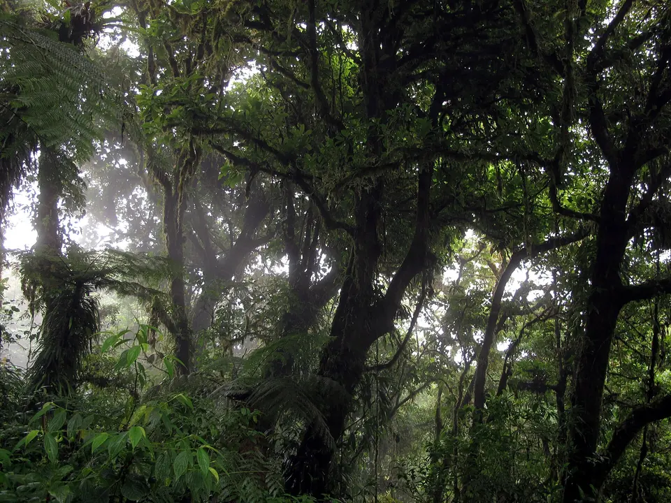 Monteverde Cloud Forest Reserve, Costa Rica