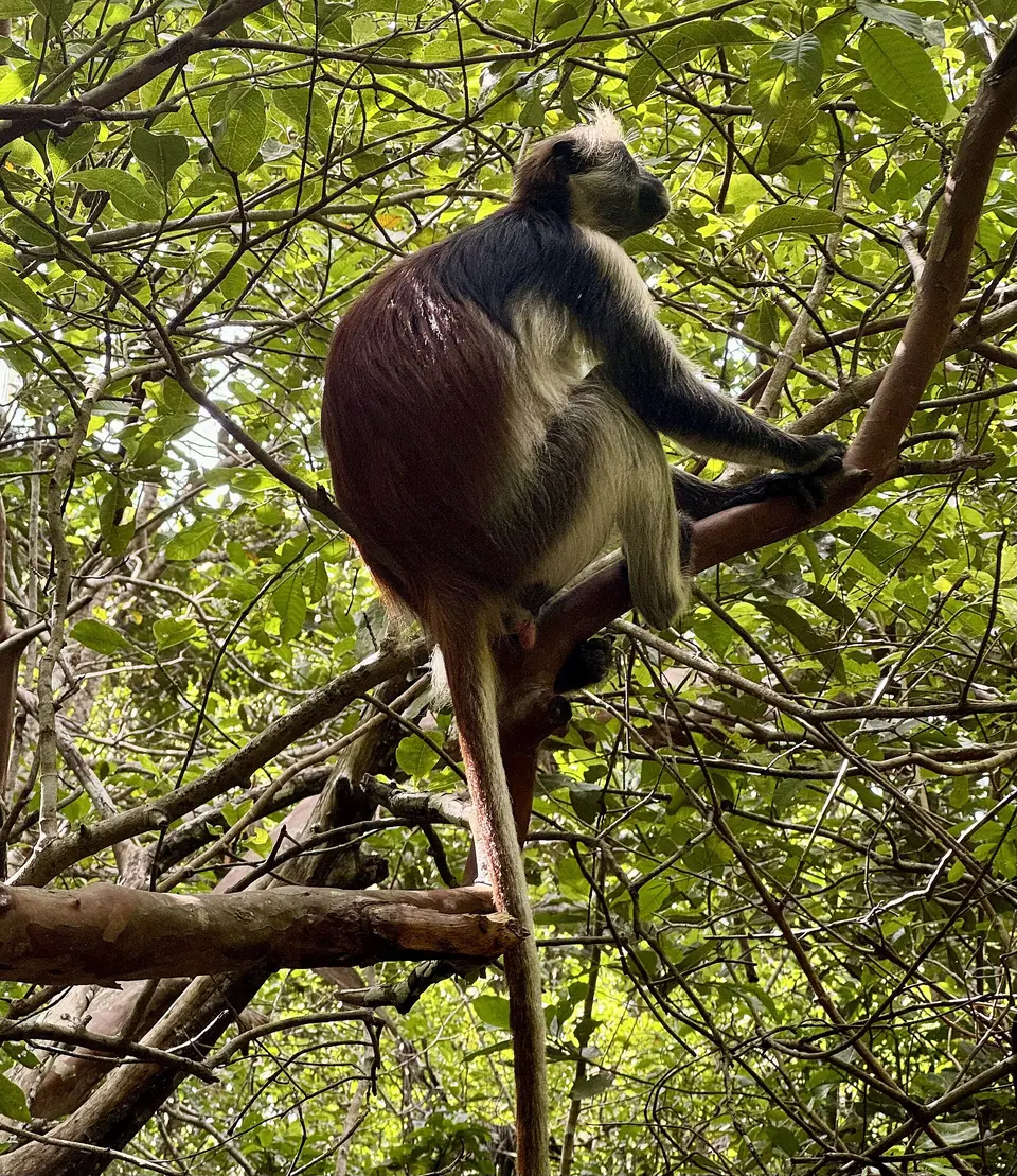 Jozani Forest, Zanzibar